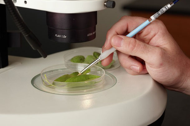 Mite Transfer