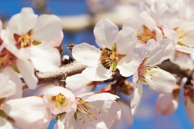 Honeybee on almond flower