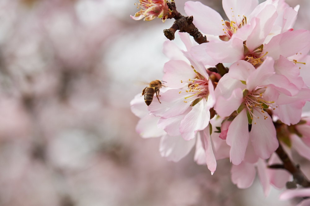 bee on almond flower