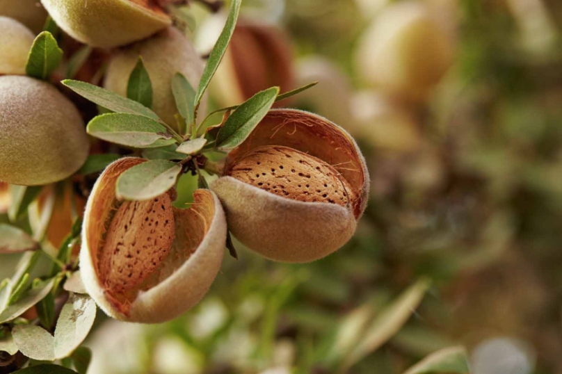 picture of almonds in shells