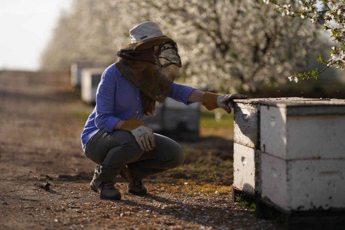 a woman harvesting almonds