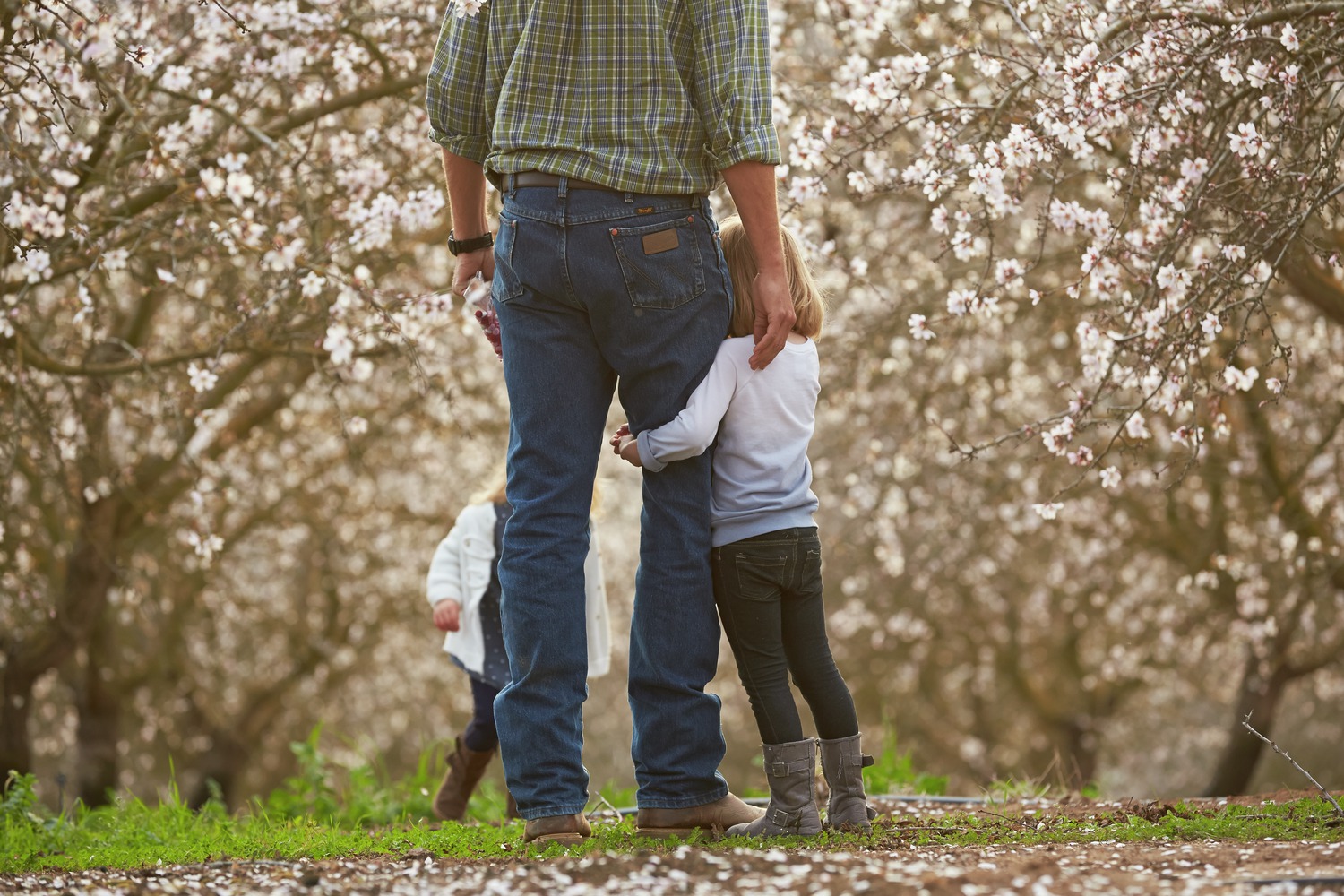 Father and child at an almonds orchard