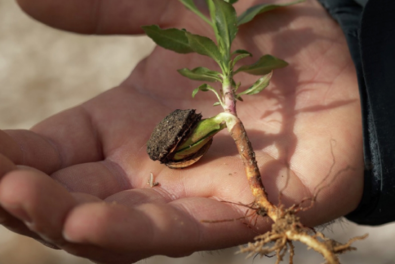 "Close-up of a grower's hand holding a fresh almond drupe, showcasing the outer fleshy hull surrounding the hard almond shell inside.