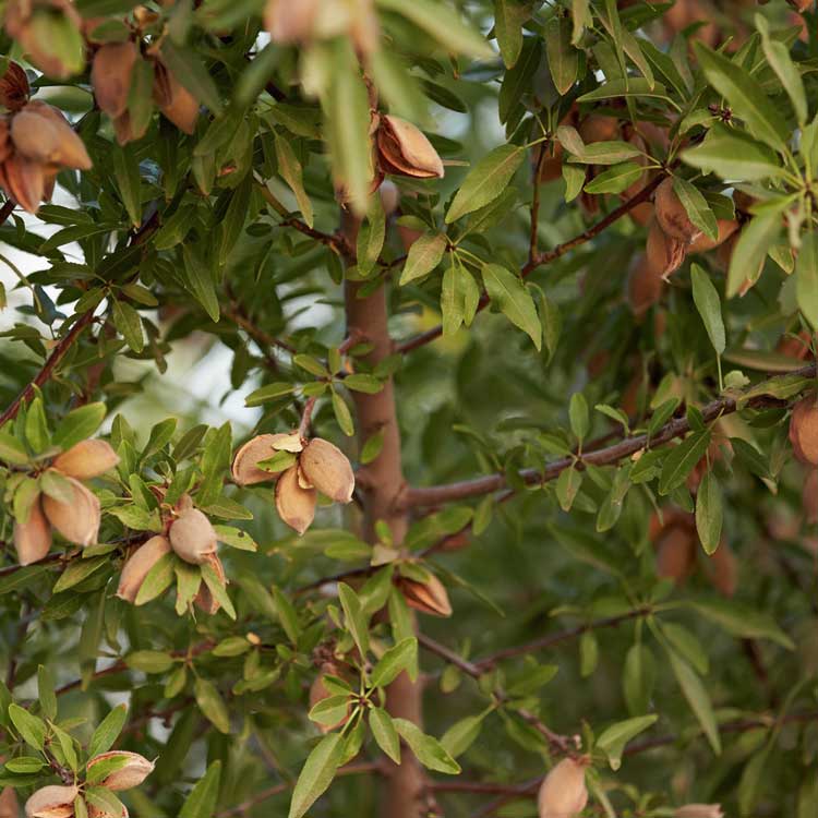 Almonds growing on a tree branch