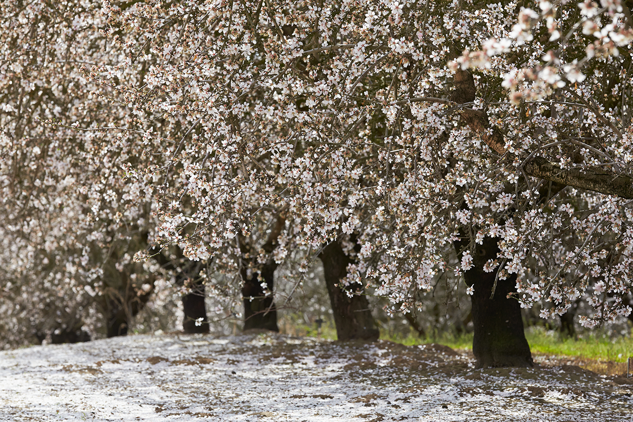 Almonds