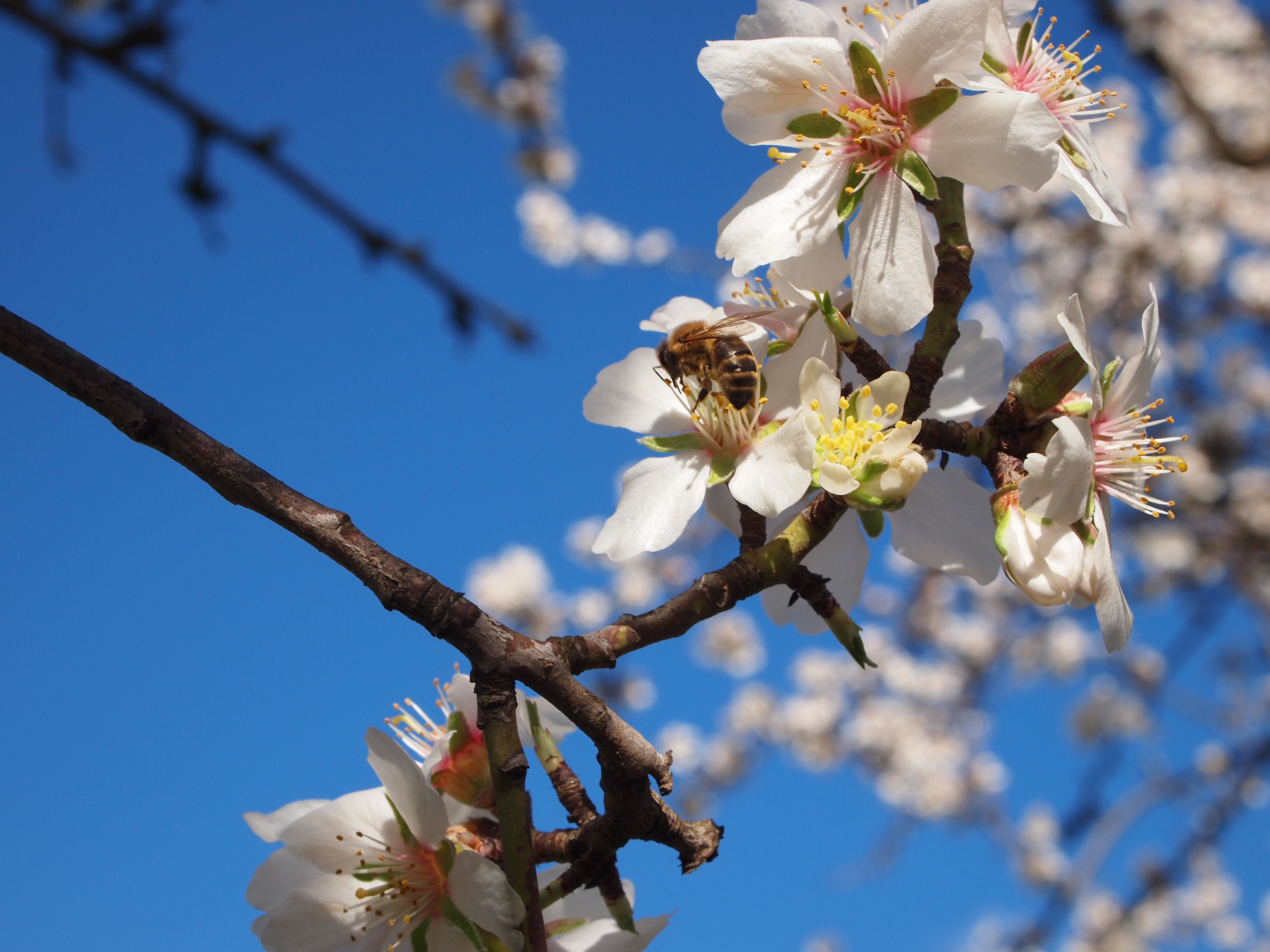 bees for almonds