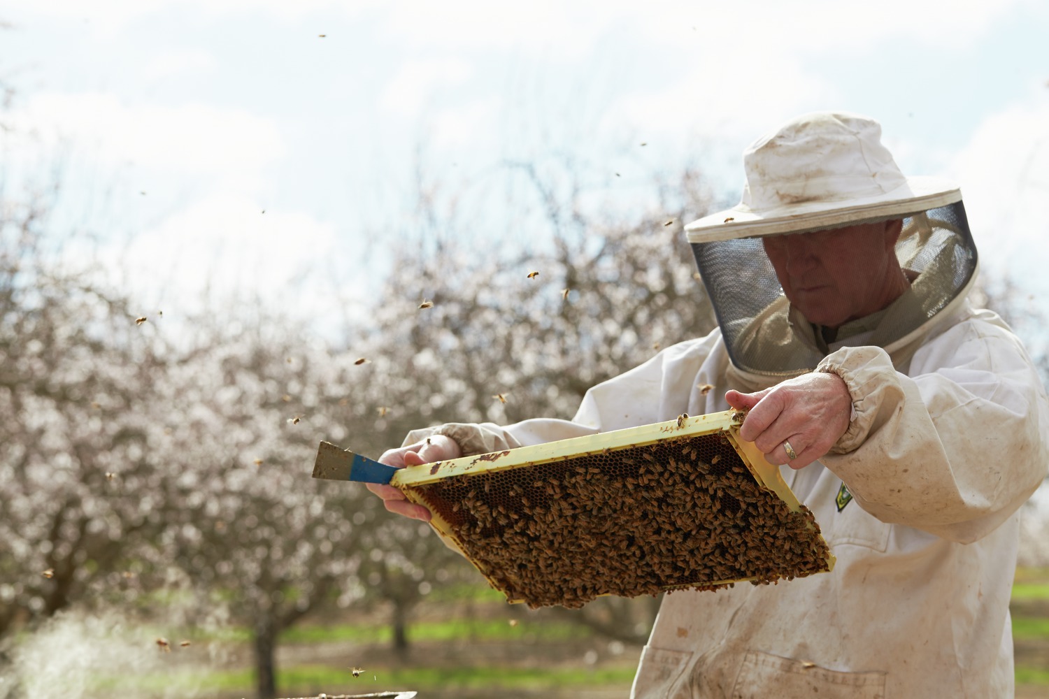 man holding bee tray