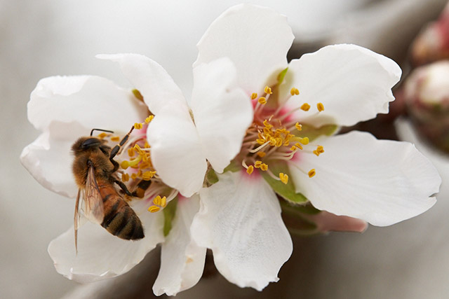 꿀벌이 없으면, 인류도 멸망? 인간 생존에 ‘꿀벌’이 중요한 이유