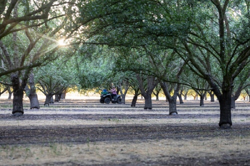 美 캘리포니아 아몬드 협회, 미래 농업 가속화 위해 590만 달러 규모 연구 투자
